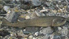 Na fotografiji je soška postrv v vodi