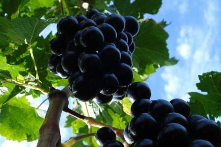 DSC00517-scaled-750x500