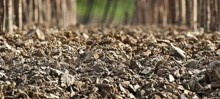 441613Burja_tla_v_vinogradu