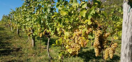 14425457_1775172872738986_7536089820251412840_o